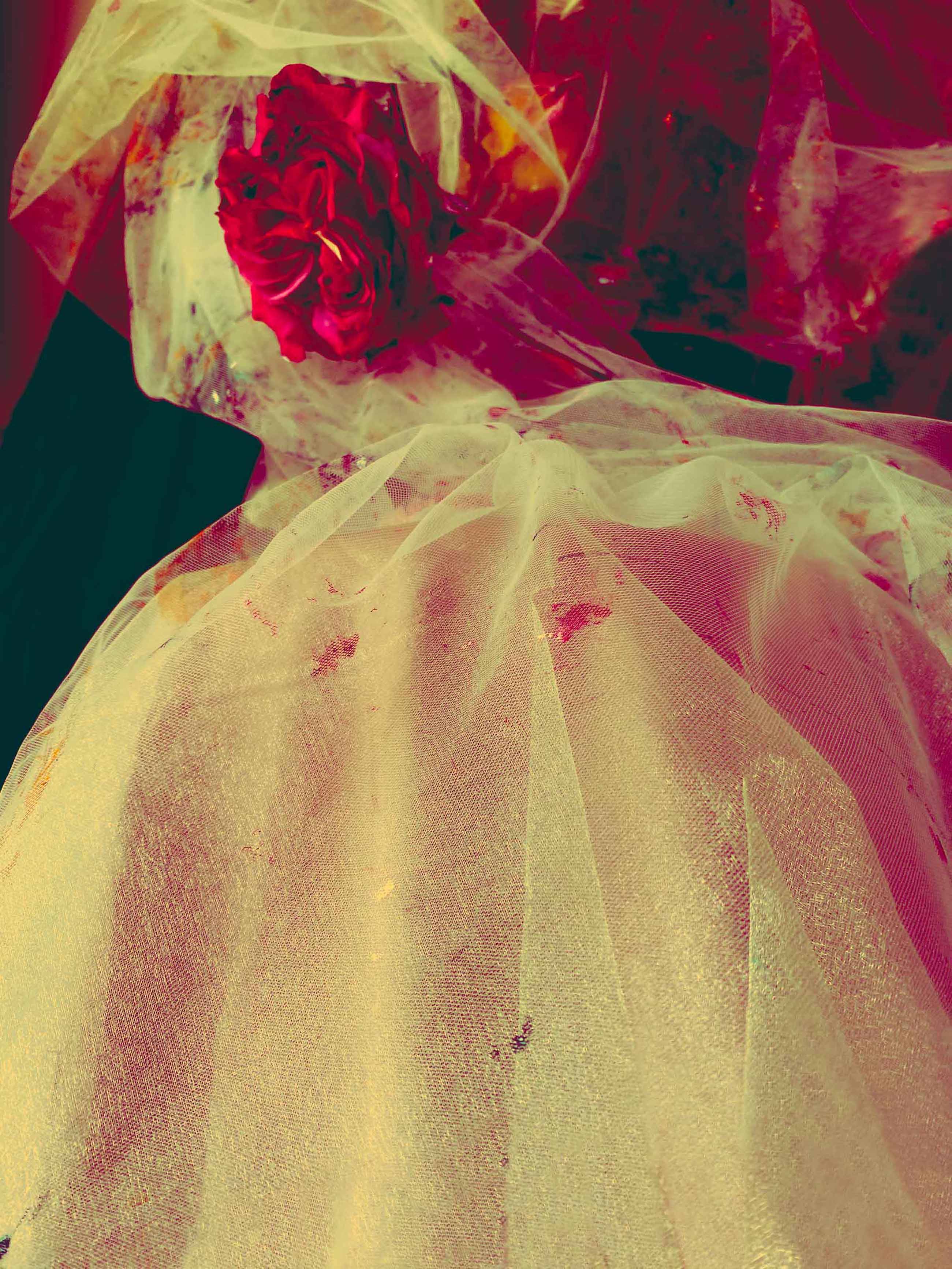 A Rose That Faced The Sun Alone
