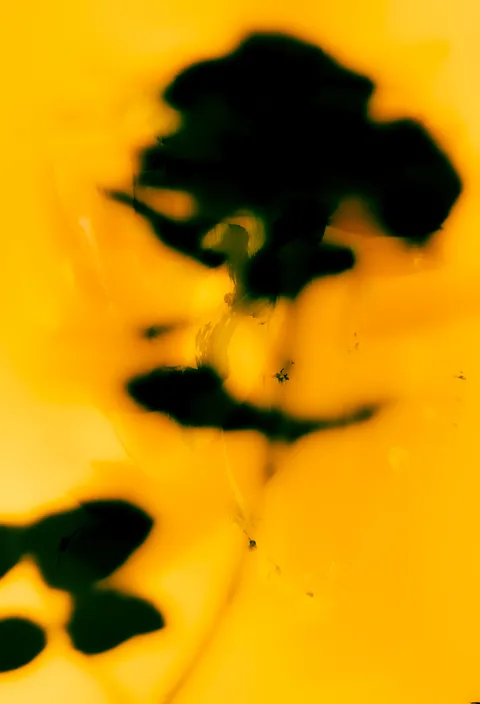Golden Rose